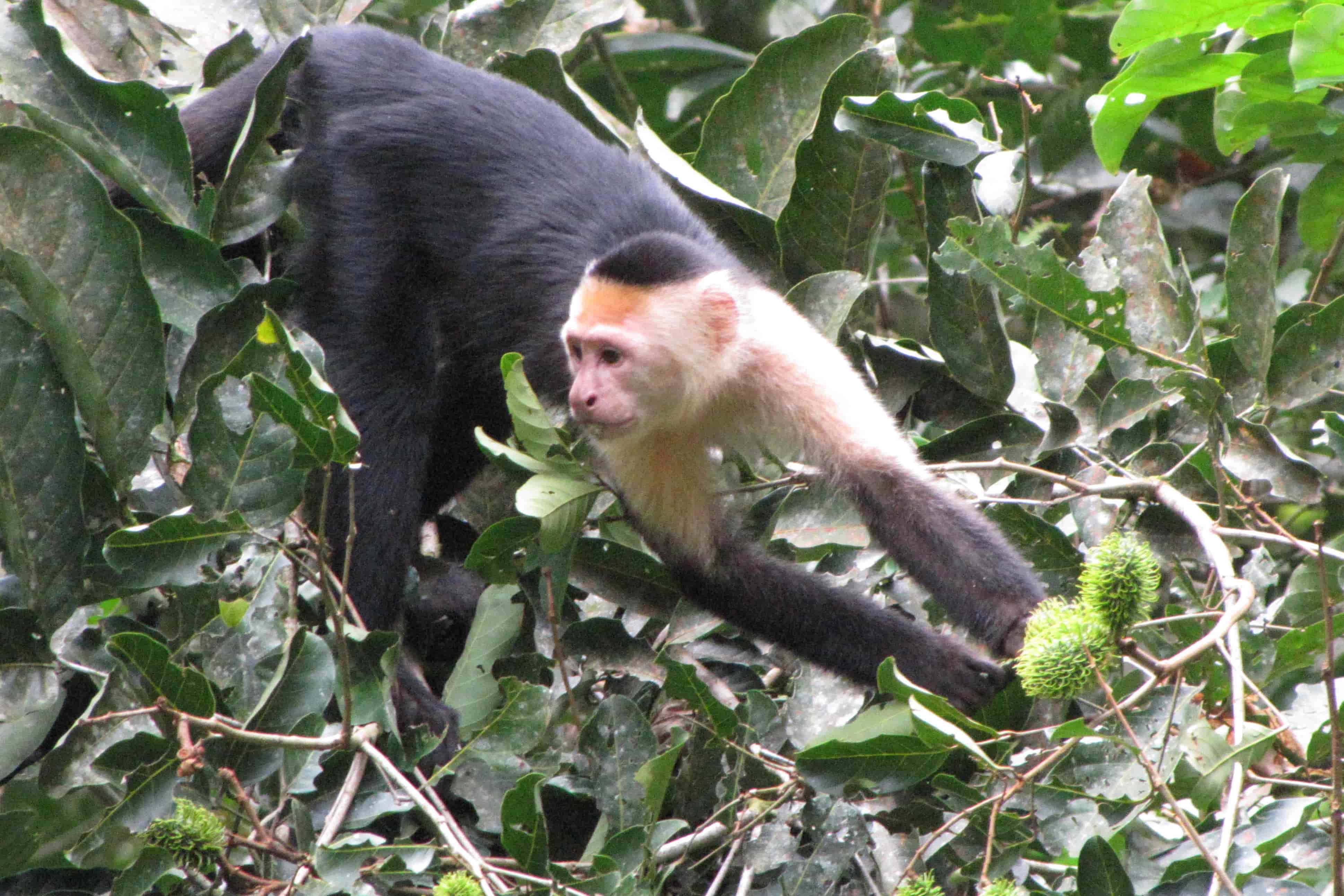 This Capuchin monkey is an example of the species that SLU anthropologist Katherine C. MacKinnon, Ph.D. studies.