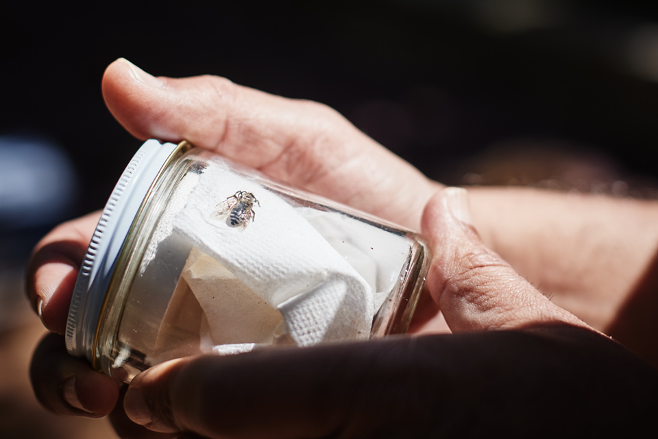 Jar containing a mining bee
