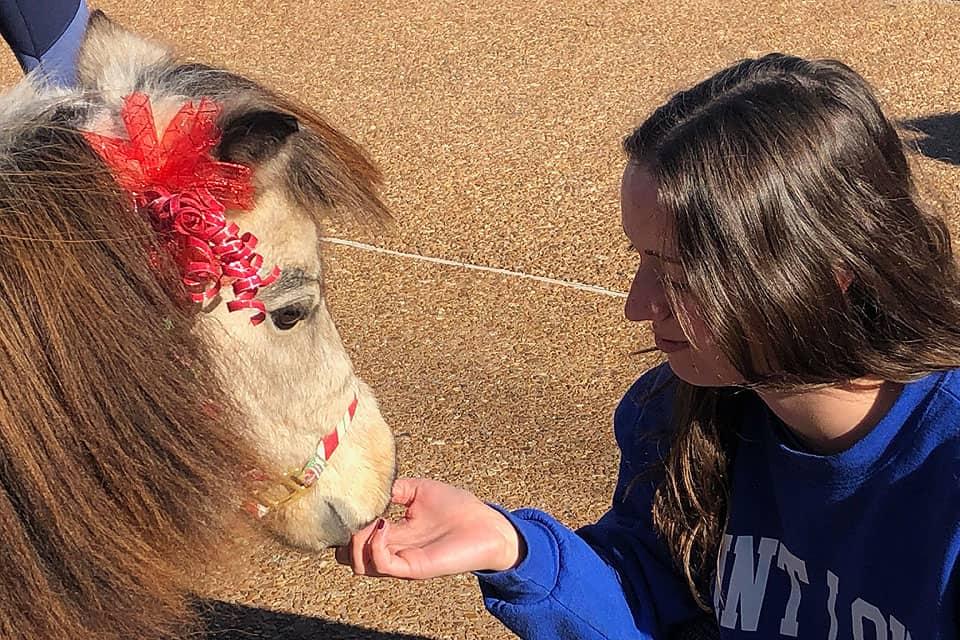 Mini-horses visit in December 2018