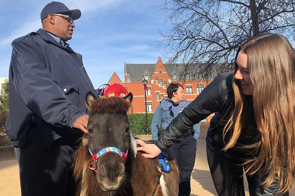 A student greets a miniature horse handled by a member of SLU's Department of Public Safety in December 2018.