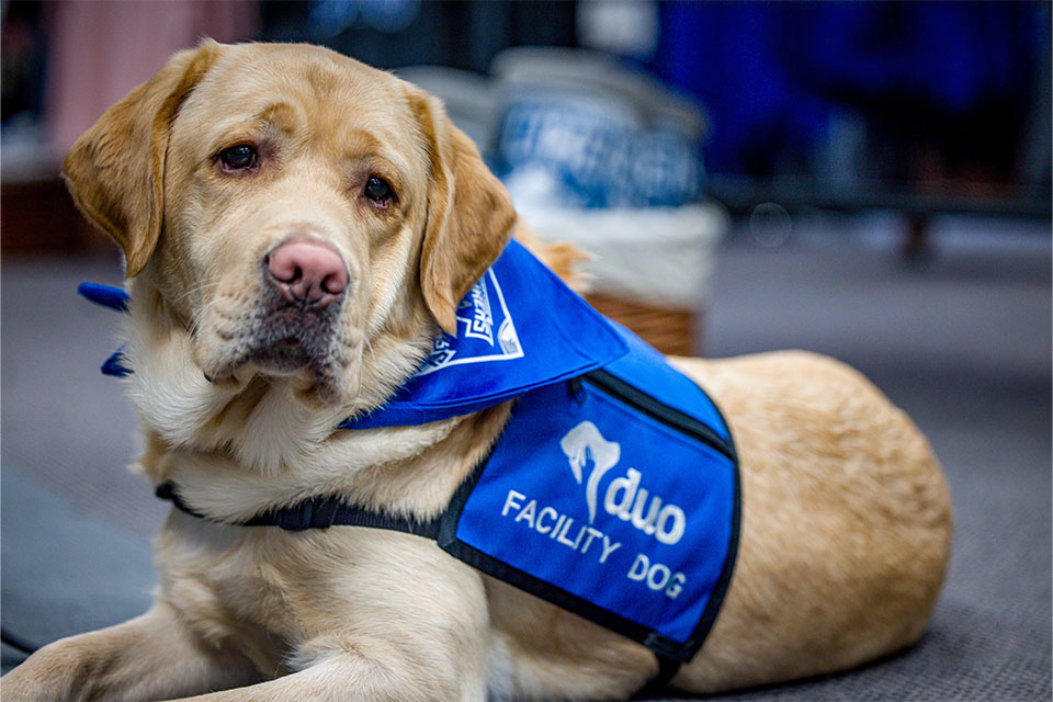 Woody reclines while wearing a vest that says Duo Facility dog, looking soulfully off camera.