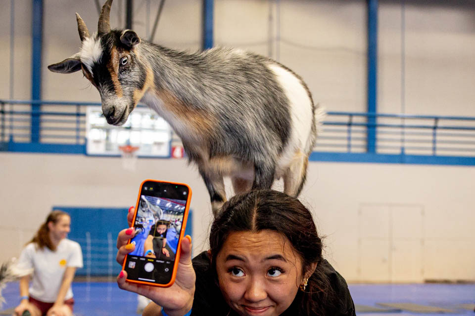 Students participated in goat yoga in Simon Recreation Center as part of Wellness Week before final exams on May 7, 2024. Photo by Sarah Conroy.  
