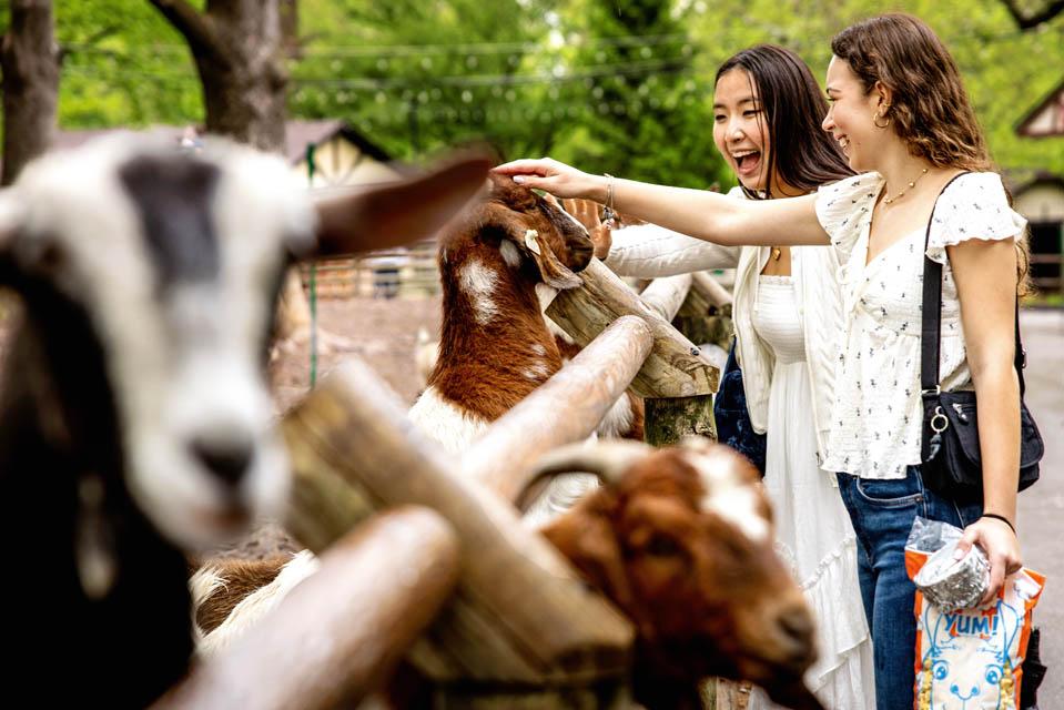 Students feed goats during a celebration for the Pestellos with the SLU community at Grant’s Farm on April 27, 2025. Photo by Sarah Conroy.