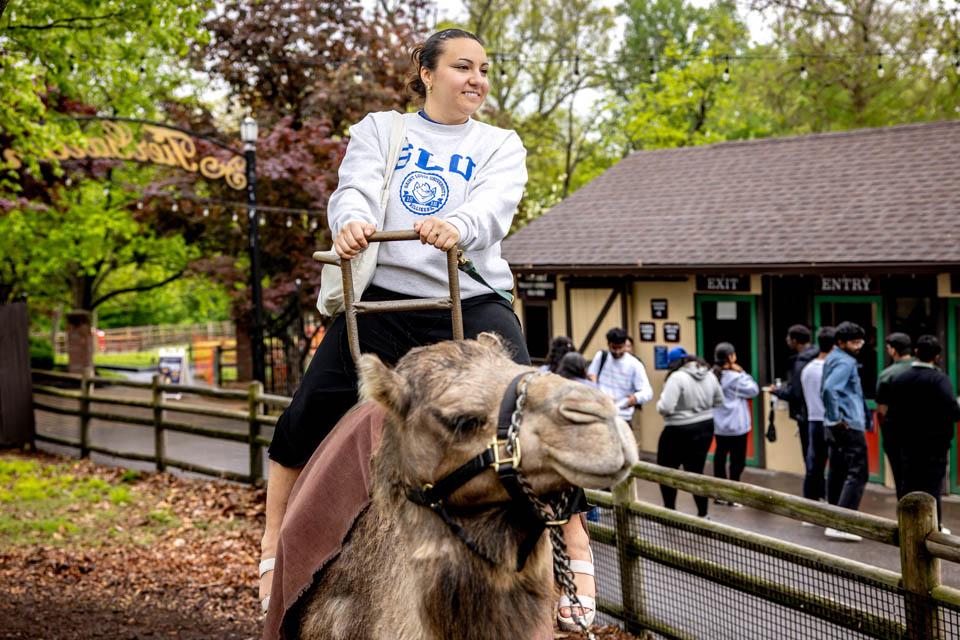 A student rides a camel during a celebration for the Pestellos with the SLU community at Grant’s Farm on April 27, 2025. Photo by Sarah Conroy.