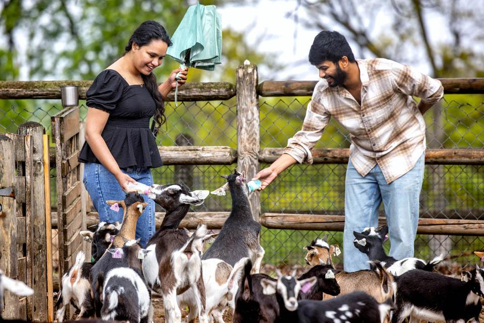 Students feed goats during a celebration for the Pestellos with the SLU community at Grant’s Farm on April 27, 2025. Photo by Sarah Conroy.