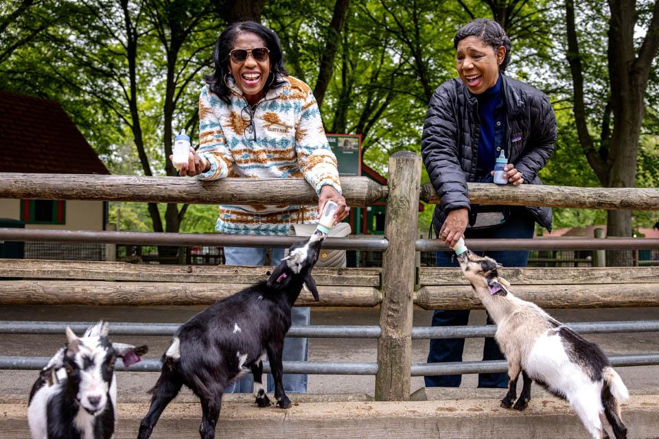 DICE vice president Rochelle D. Smith and her sister feed goats during a celebration for the Pestellos with the SLU community at Grant’s Farm on April 27, 2025. Photo by Sarah Conroy.