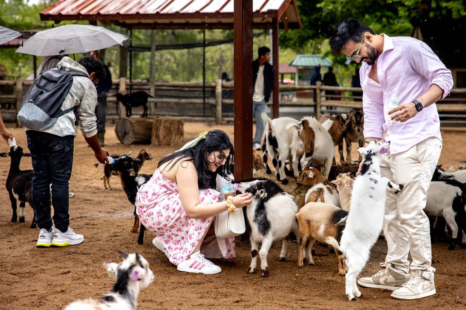 Students feed goats during a celebration for the Pestellos with the SLU community at Grant’s Farm on April 27, 2025. Photo by Sarah Conroy.