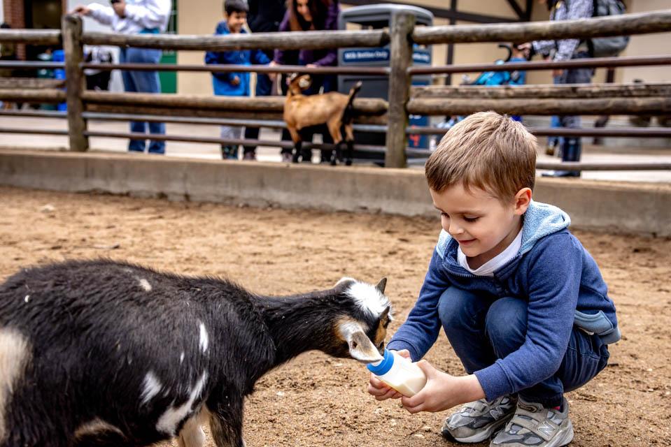 Owen Conroy feeds a goat during a celebration for the Pestellos with the SLU community at Grant’s Farm on April 27, 2025. Photo by Sarah Conroy.