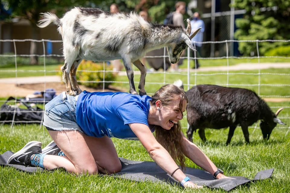 Students participate in goat yoga before the start of final exams on May 6, 2025. Photo by Sarah Conroy.