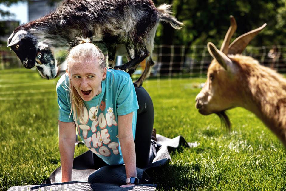 Students participate in goat yoga before the start of final exams on May 6, 2025. Photo by Sarah Conroy.