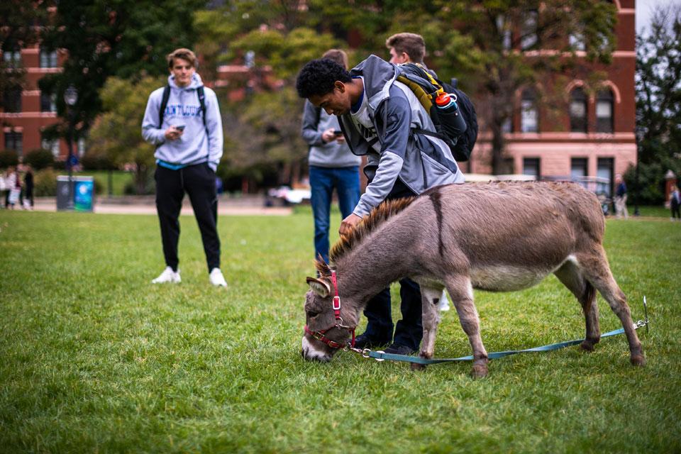 A student takes some time out from studying to spend time with a miniature donkey from the petting zoo the Students Activities Board (SAB) brought to campus on Wednesday, Oct. 16.
