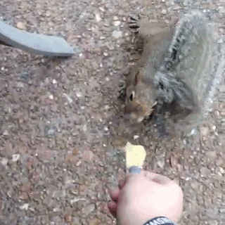 Squirrel GIF 1