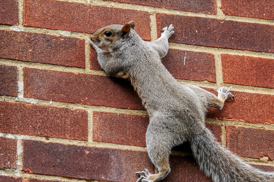 Squirrel on a wall 