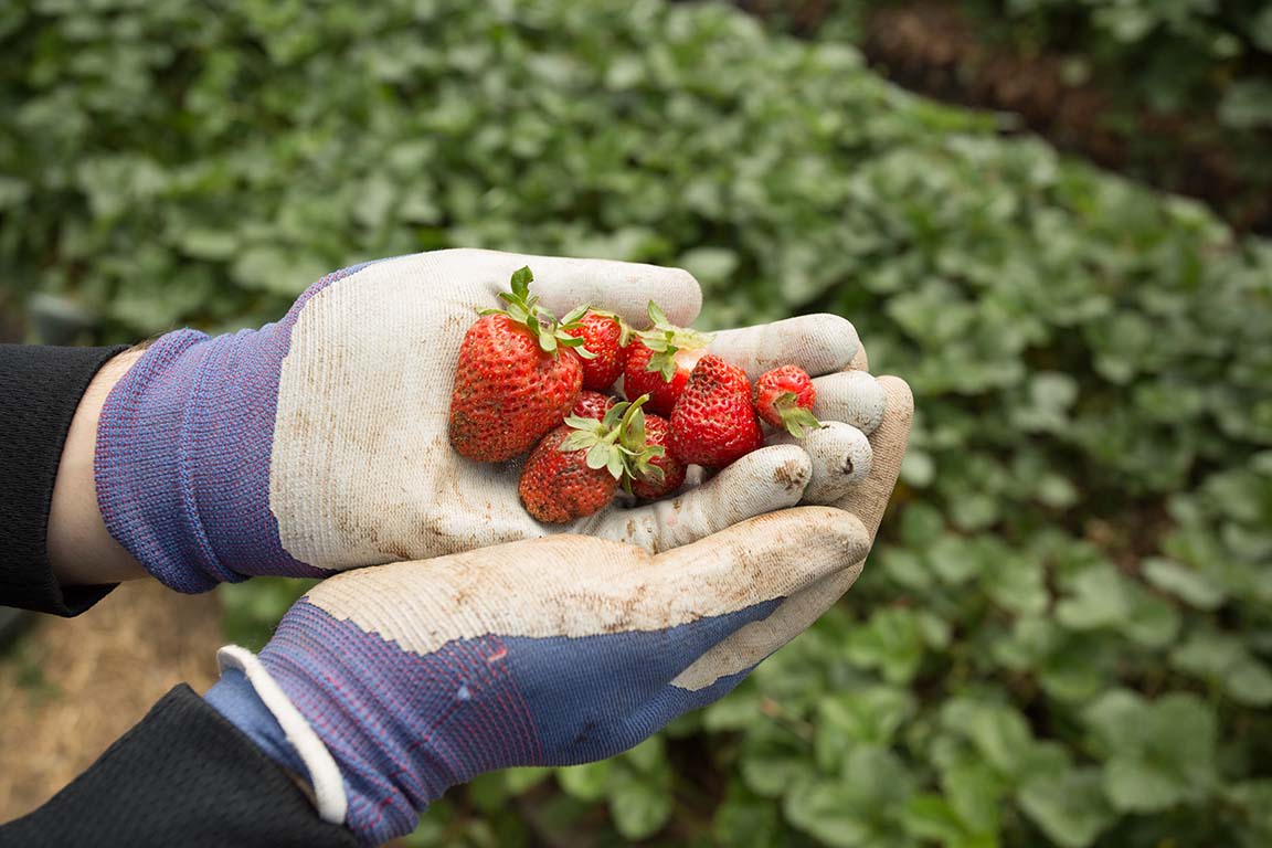 Gloved hands holding strawberries over a green patch of plants