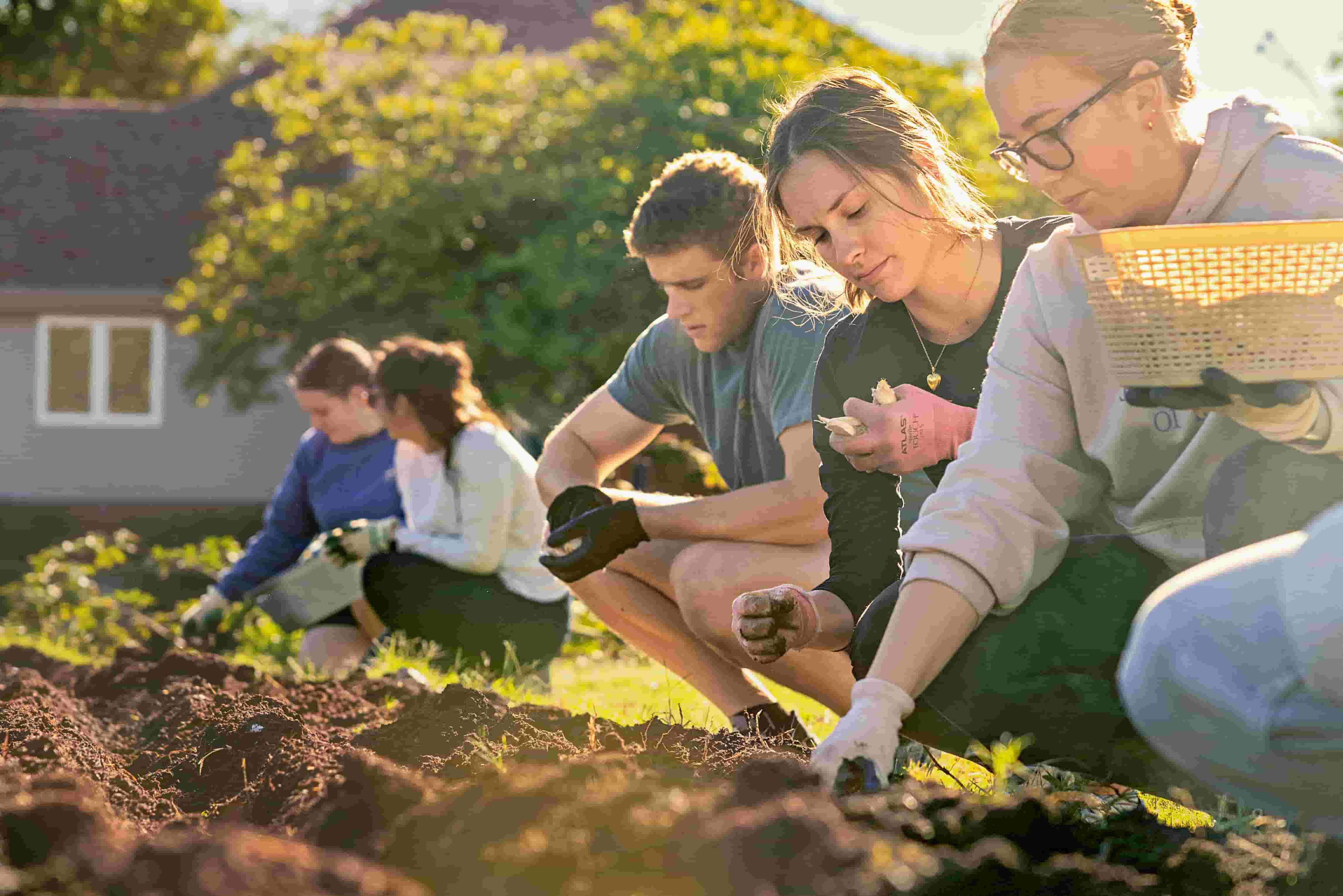 A group of students work together planting and tending a garden during an outdoor service activity.