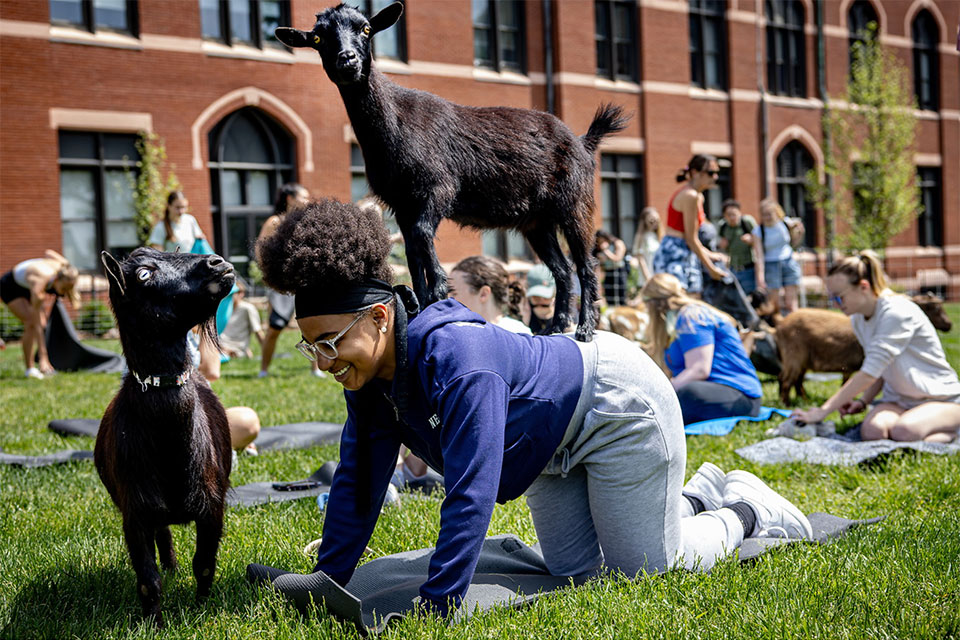 Students participate in goat yoga on the quad as part of the Wellness Fair on May 9, 2023.