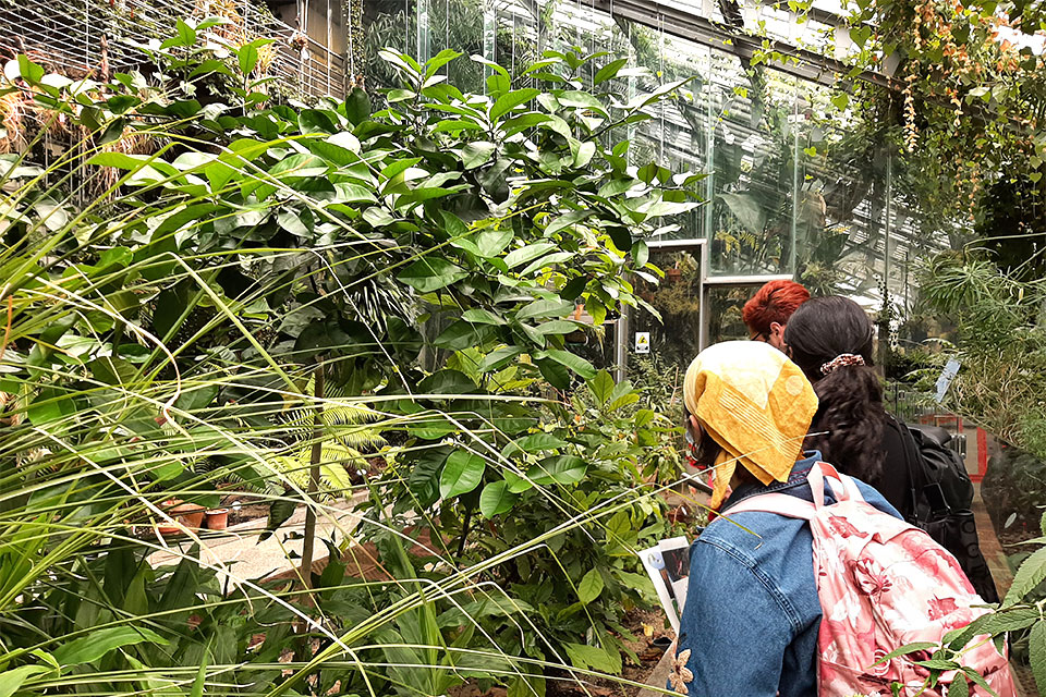 Students visit the Real Jardín Botánico in Madrid for a class trip. Students have their backs to the camera while standing in a greenhouse surrounded by verdant plants. The student closest to the camera has a yellow bandanna and a pink backpack.