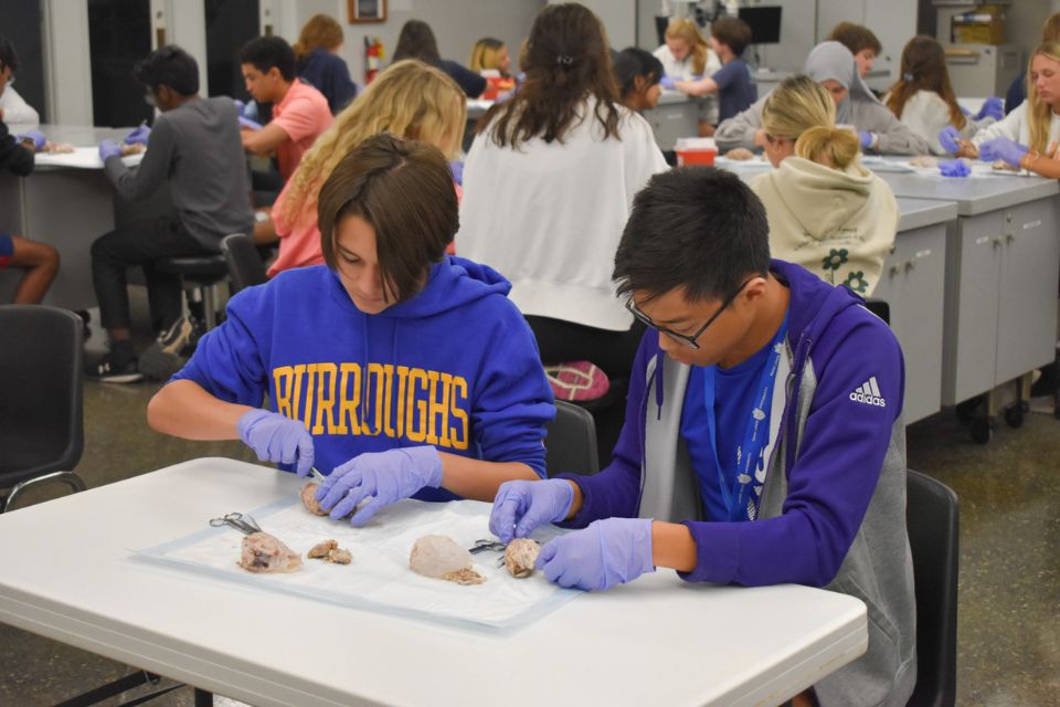 Two students dissecting sheep brain at the AIMS workshop
