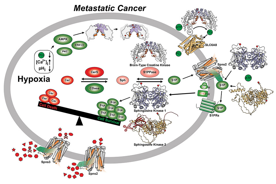 A graphic depicting Hypoxia or non-physiological level of oxygen instigates a multifaceted pro-survival mechanism in metastatic cancer, involving the secretion of enzymes and upregulation of membrane transport proteins.
