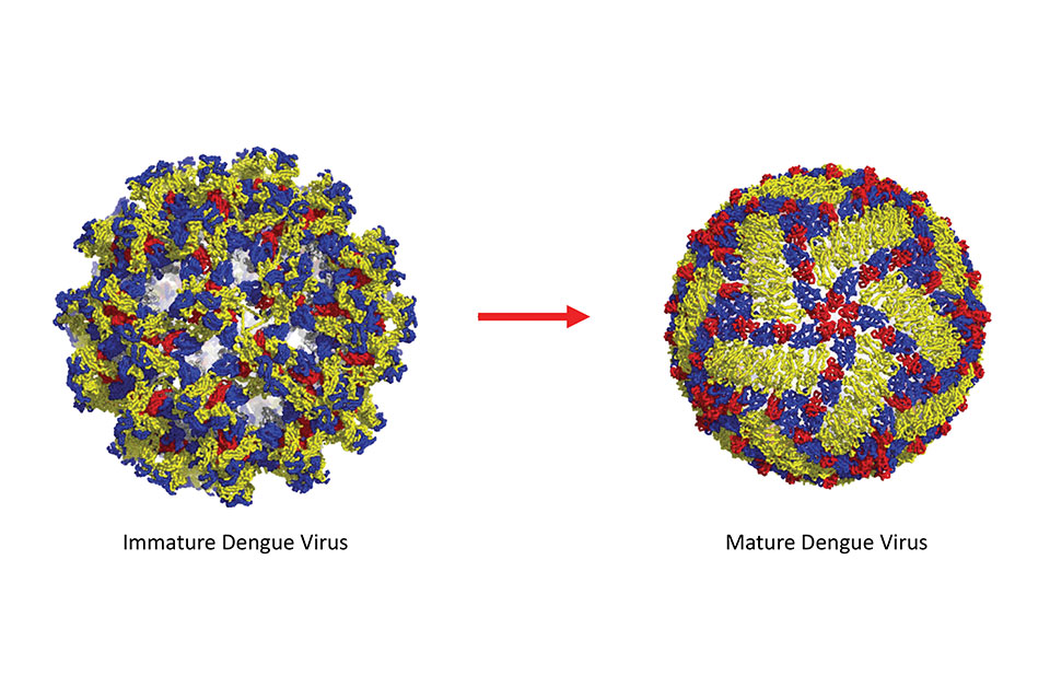 A graphic of a Immature Dengue Virus and a Mature Dengue Virus