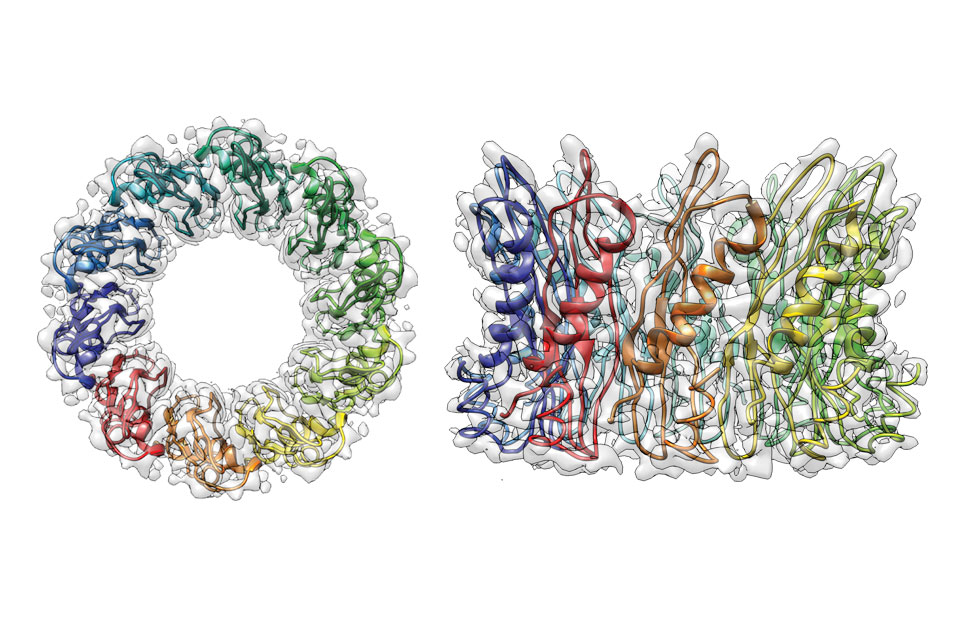 A graphic depicting a Rad52 structure, top  Rad52 structure, side 2