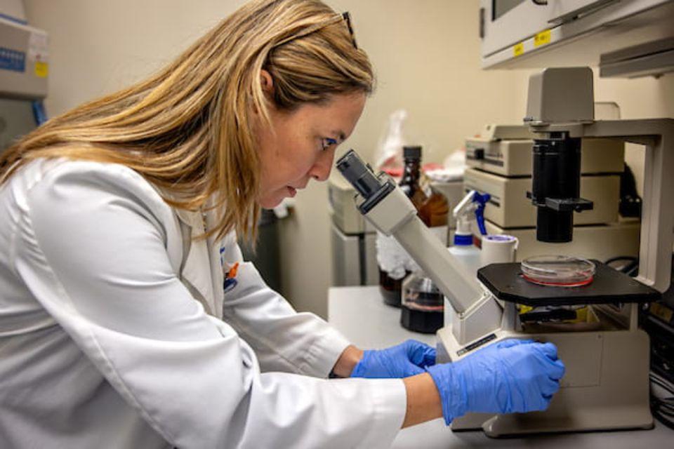 Adriana Montaño, Ph.D., peers through a microscope in her lab.