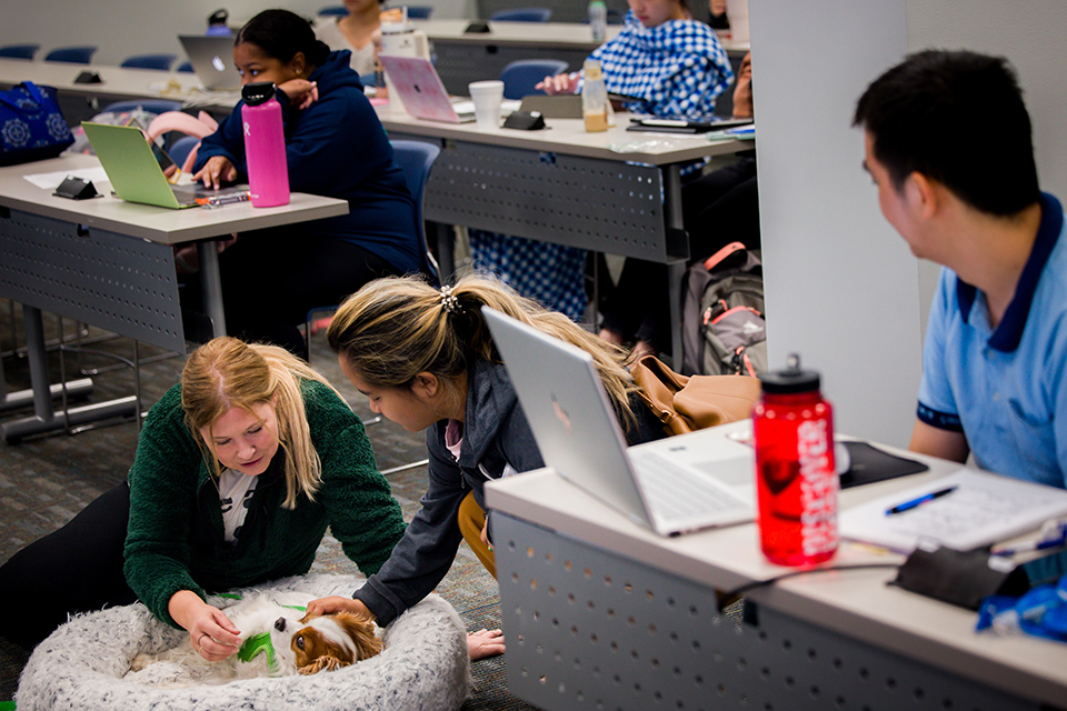 A photo of nursing students petting a therapy dog during class.