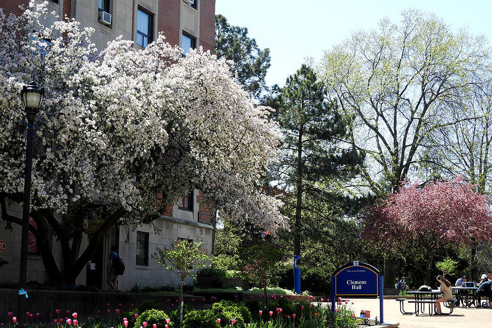 SLU's campus forest in bloom