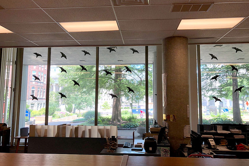 Pius Bird Proofing