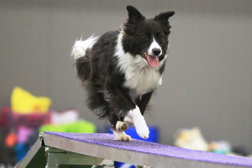 Katy competes in an agility event