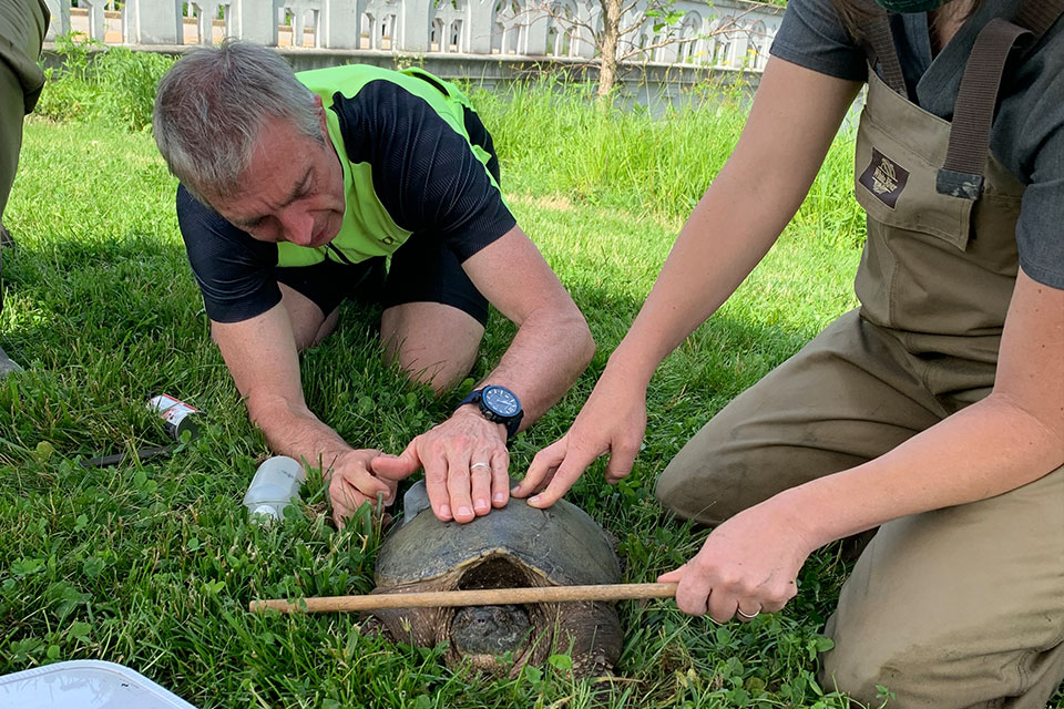 Two men are pictured outdoors with a turtle. One kneels in grass and holds a brown stick over the turtle. The other sits on the grass.