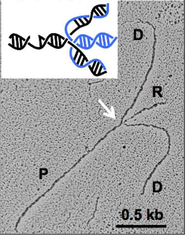 BRCA research