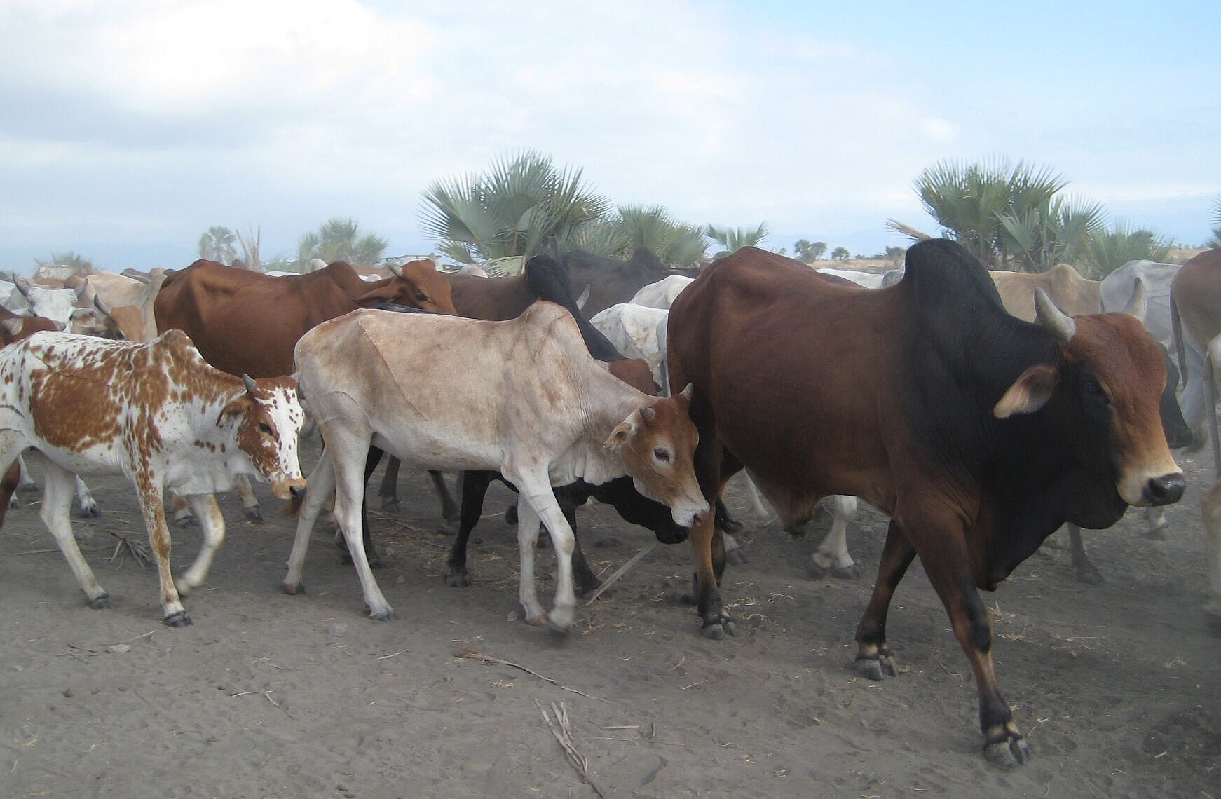 brown cow