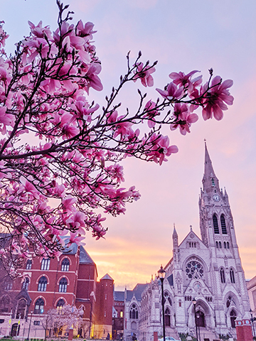 A view of a blooming magnolia with the spire of St. Francis Xavier College Church in the background.