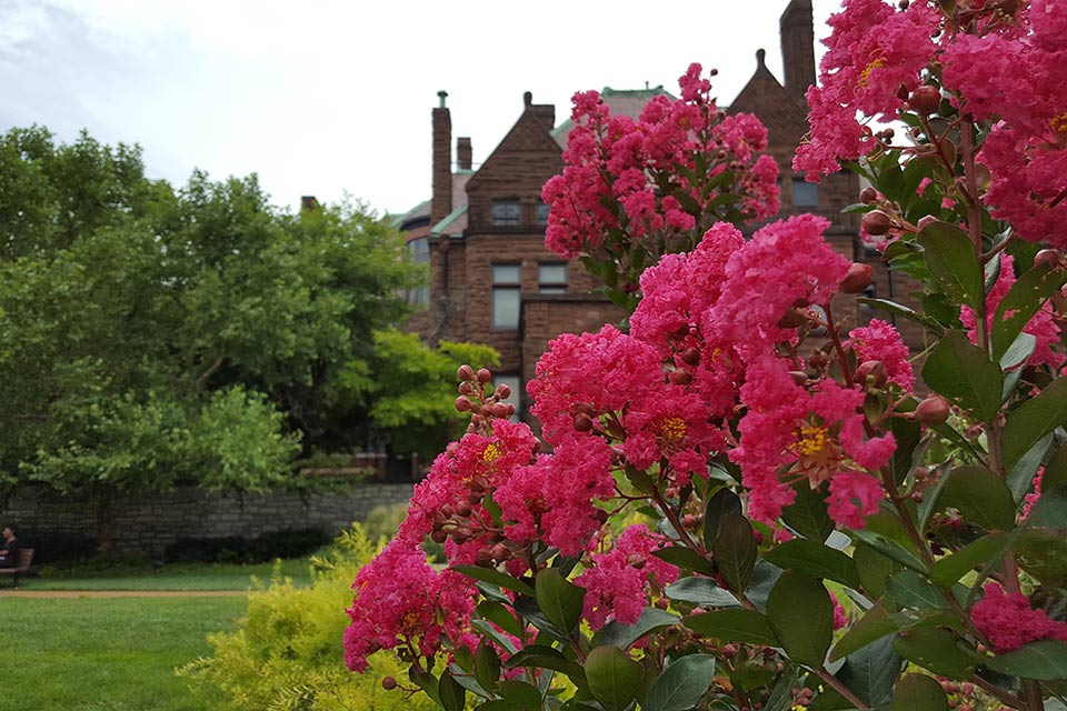 crapemyrtle