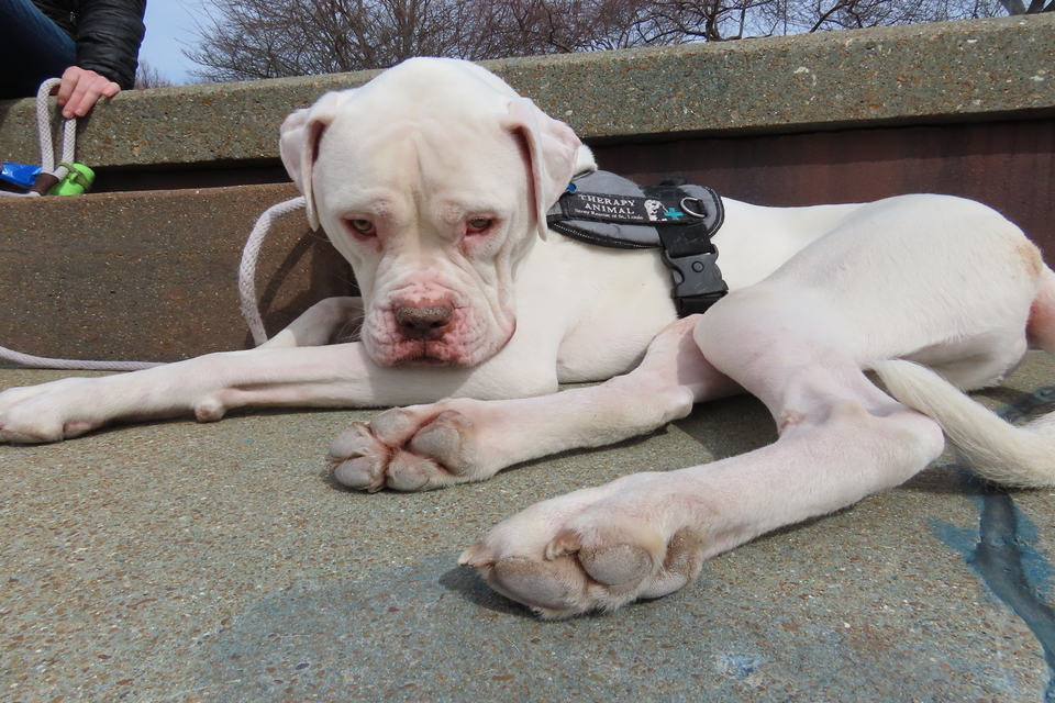 Hoonah, SLU's certified therapy dog.