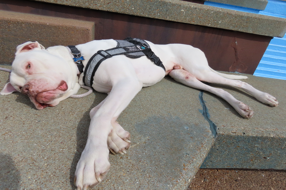 Hoonah, SLU's therapy dog, lounges.
