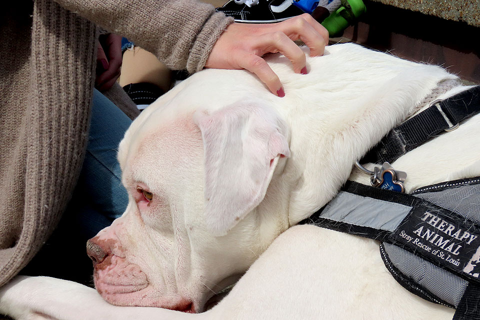 A close-up of a hand petting Hoonah, SLU's resident therapy dog.