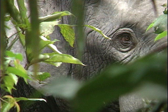 An elephant stares into the camera as it moves thorugh the rainforest. File photo. 
