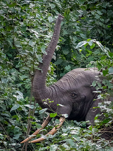 An African elephant explores the rainforest. Photo by Phillippe Chassot.