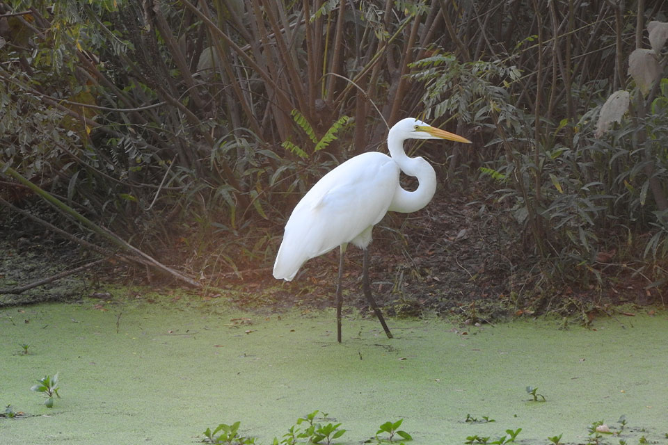 A great egret, a white bird of the heron species, stands in a body of water within Forest Park. 