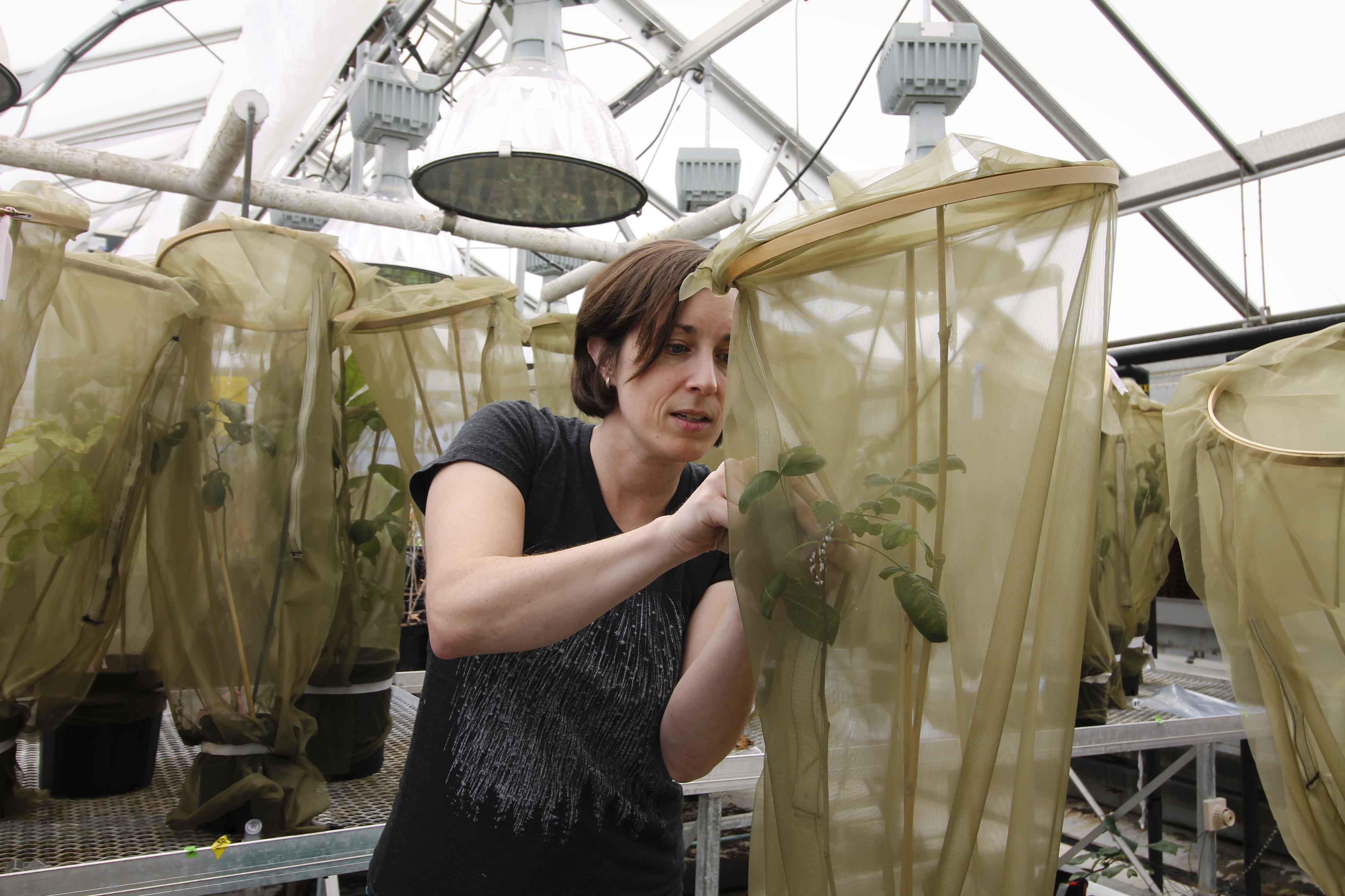 Kasey Fowler-Finn, Ph.D., assistant professor of biology at Saint Louis University, examines insects. Photo by Ellen Hutti. 