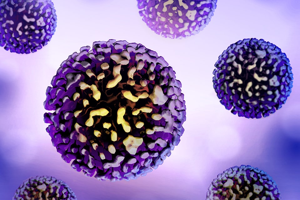 hepatitis B virus