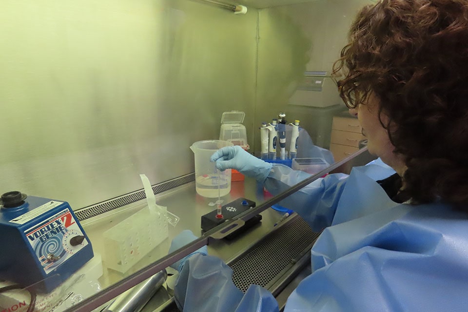 Azra Blazevic prepares a swab for vaccine research