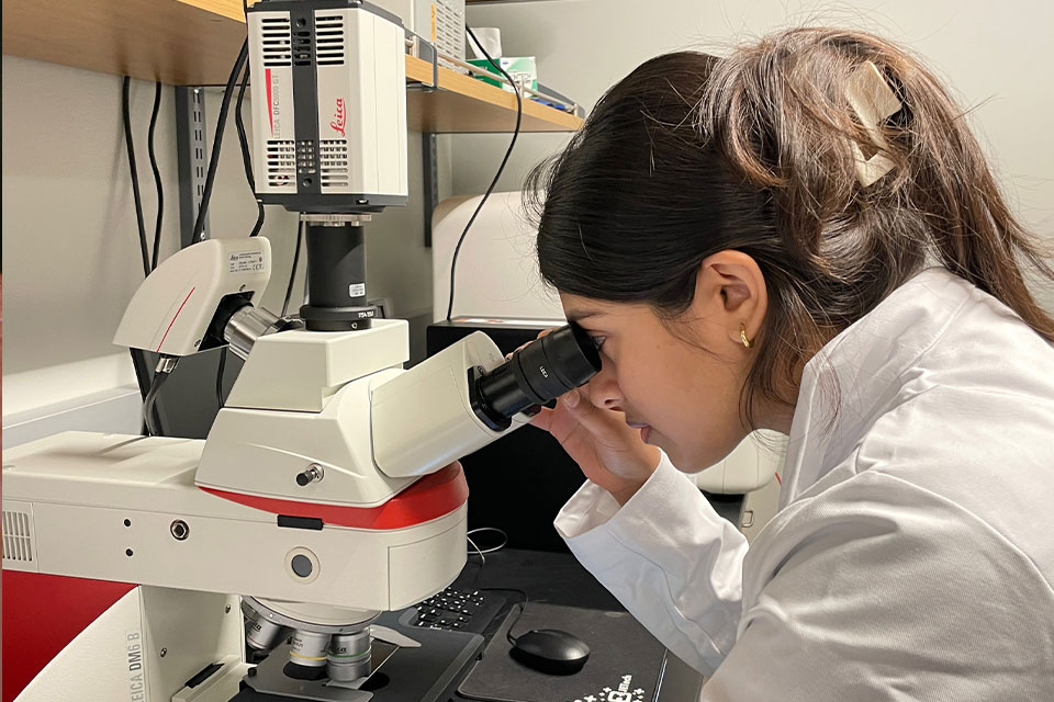 Junior Kavya Harish peers into a microscope in the Saint Louis University cancer research lab.