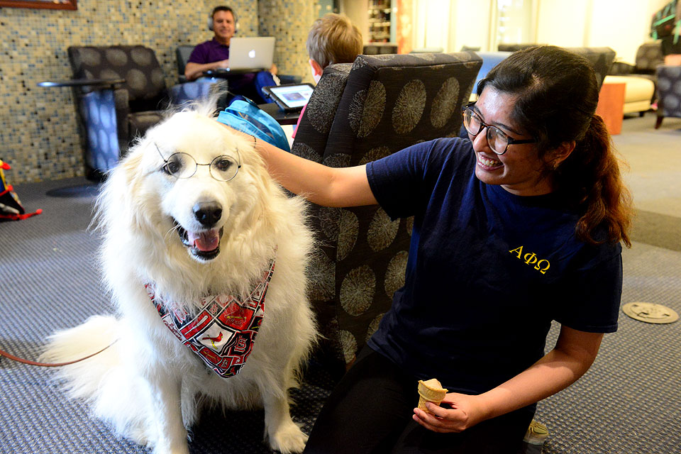 Therapy dogs at Pius