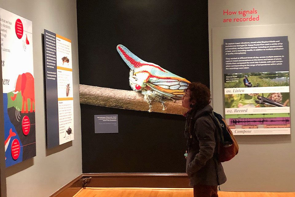 A student reads about how climate change impacts treehoppers at a new exhibit at the Saint Louis University Museum of Art.