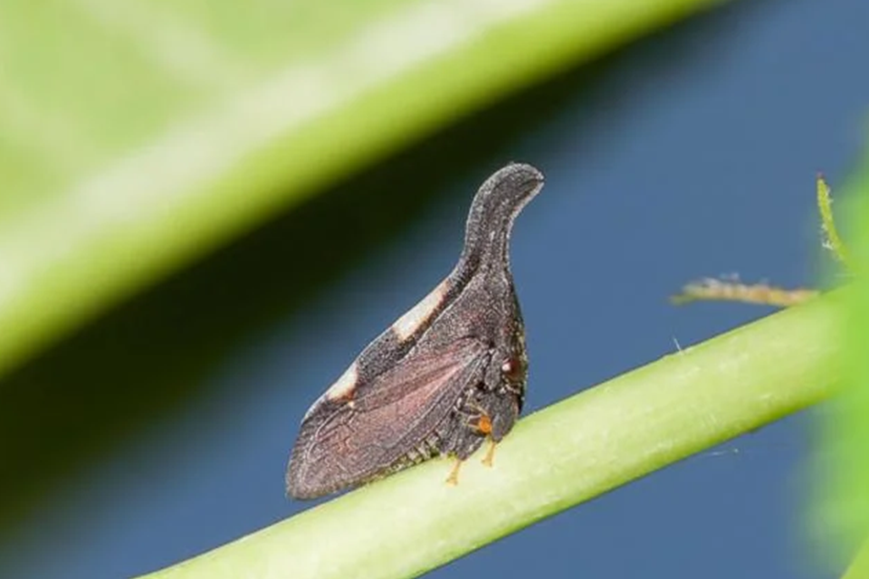A treehopper insect sits on a plant stem while sitting in the sun. 