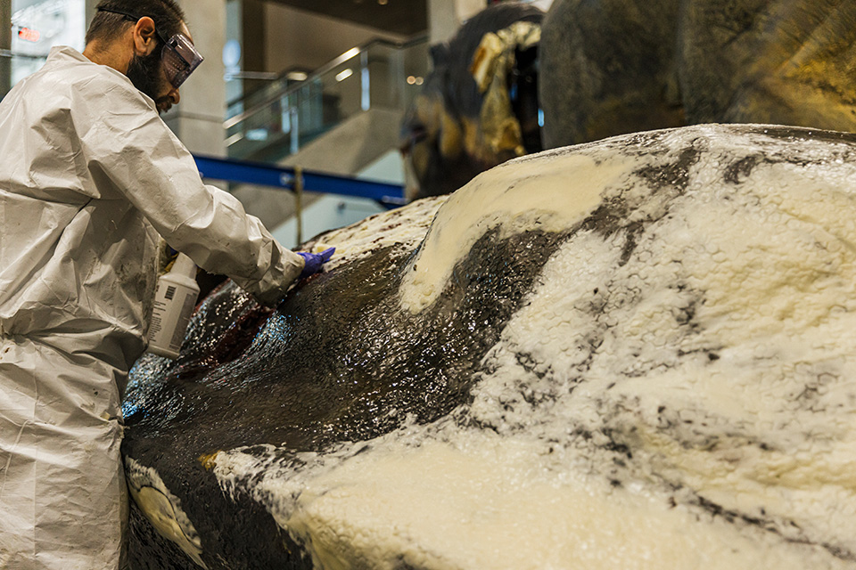A worker wearing a protective coat, gloves and eyewear rubs a white pasty substance over the artificial dinosaur skin.