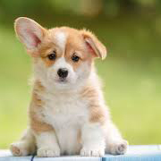 The Crash Course Project